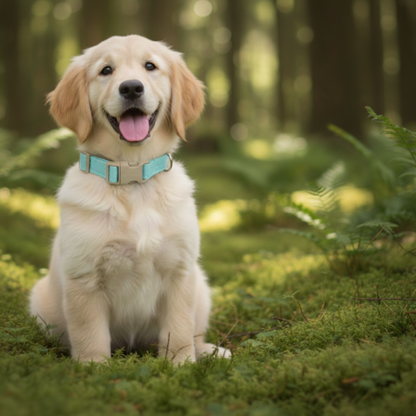 Sustainable Cotton Hemp Dog Collar & Leash Set